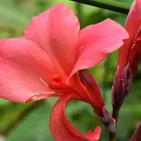 Una vibrante flor de Canna indica, de pétalos rosados y un capullo rojo intenso, se alza sobre un fondo verde borroso.