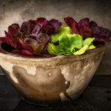 Lechuga en maceta de barro, con hojas verdes y rojas, frescas y con gotas de agua.