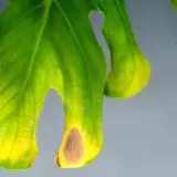Primer plano de un filodendro con hojas amarillas y manchas marrones, indicando posible estrés o enfermedad.