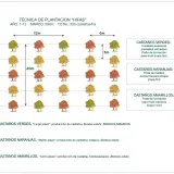 Diagrama muestra la **distancia entre frutales** en un sistema de plantación "HIFAS", con diferentes tipos de castaños y sus cuidados.