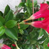 Dipladenia con flores rojas vibrantes y hojas verdes brillantes. Sus cuidados son sencillos para disfrutar de su exuberante floración.