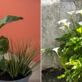Dos composiciones de planta cala: una en maceta con fondo naranja y otra al aire libre junto a un muro de piedra.