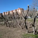 Árboles recién podados, con sus ramas cortadas, alineados en un parque bajo un cielo azul.