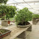 Bonsáis de ficus microcarpa en un invernadero, mostrando sus raíces aéreas y follaje exuberante. Los cuidados de estas plantas son esenciales para su belleza.