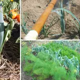 Cultivo de puerros en huerto. Se observa un puerro grande con paja alrededor, un azadón listo para plantar puerros y una hilera de puerros junto a zanahorias y hinojo.
