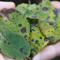 Manos sostienen hojas de rosal con manchas oscuras, indicando enfermedades. Fotos de enfermedades de los rosales.