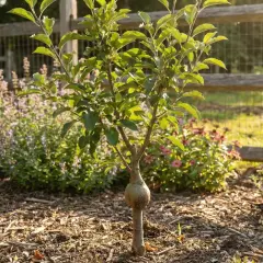 Joven manzano con un injerto visible, rodeado de flores y un cercado de madera. Una promesa de futura variedad de manzano.