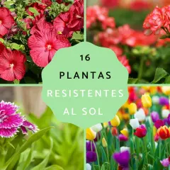 16 plantas de exterior resistentes al sol y poca agua: hibiscos, geranios y tulipanes vibrantes.
