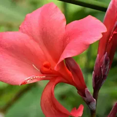 Una vibrante flor de Canna indica, de pétalos rosados y un capullo rojo intenso, se alza sobre un fondo verde borroso.
