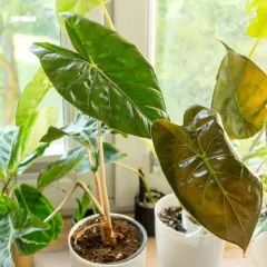 Alocasia con hojas arrugadas y brillantes, algunas de un verde intenso y otras con tonos cobrizos, junto a otras plantas en macetas frente a una ventana.