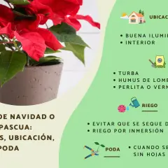 Flor de pascua en verano, planta de Navidad con cuidados, ubicación, riego y poda.