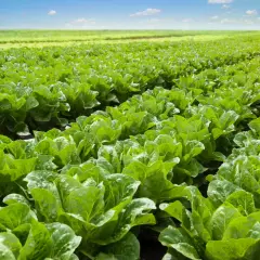 Un campo extenso y verde donde se pueden plantar lechugas, con filas ordenadas bajo un cielo azul y nubes blancas.