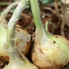 Primeros planos de cebollas en tierra, mostrando posibles signos de enfermedades de la cebolla. Fotos de cultivo.