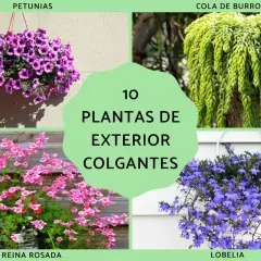 Colgantes de exterior: petunias moradas, cola de burro verde, reina rosada y lobelia azul.