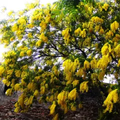 Un árbol con flores amarillas, como cascadas doradas, se alza junto a un muro de piedra antiguo.