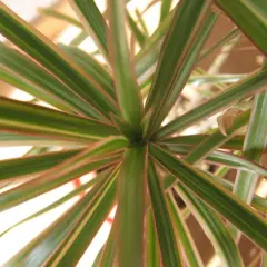 Dracaena marginata cuidados: hojas verdes con bordes rojizos, un detalle de la planta que muestra su vitalidad.