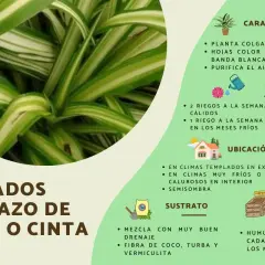 Planta cinta o lazo de amor, ideal para interiores. Sus cuidados incluyen riego y ubicación para un crecimiento saludable.