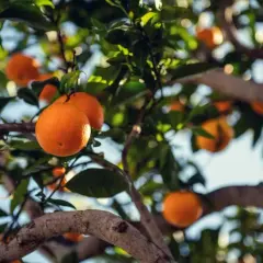 Naranjas maduras cuelgan de las ramas de un árbol, mostrando la abundancia de variedades de naranjos.