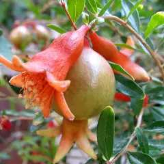 Flor anaranjada de punica granatum nana con un pequeño fruto verde.