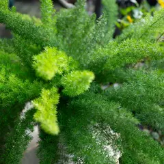 Primer plano de una esparraguera plumosa con hojas verdes vibrantes y delicadas.