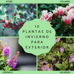 Cuatro imágenes de plantas de invierno: acebo con bayas rojas, ciclámenes rosados, verónica morada y eléboros púrpuras.
