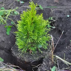 Una pequeña tuya planta, con sus raíces expuestas, está a punto de ser plantada en tierra oscura.