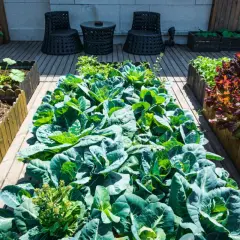 Huerto con col rizada y lechugas moradas, mostrando la abundancia de plantas beneficiosas para el huerto.