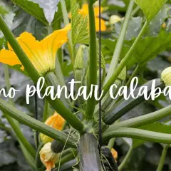 Planta de calabacín en crecimiento con flores amarillas y frutos jóvenes. Aprende cómo plantar calabacín para una cosecha abundante.