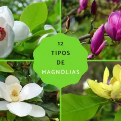 Cuatro tipos de magnolias: blanca, morada, amarilla y otra blanca. Explora la diferencia entre magnolio y magnolia.