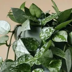 Hoya carnosa con hojas verdes y plateadas, colgando de una maceta gris.