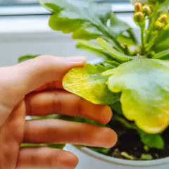 Mano revisando hoja amarilla de planta de interior, posible síntoma de enfermedades de las plantas de interior.