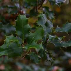 Hojas de acebo con gotas de agua. Estas fotos de acebo muestran la planta sana, sin signos de enfermedades.