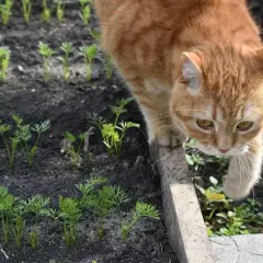 Gato naranja curioso inspecciona un huerto de zanahorias. ¿Cómo ahuyentar gatos sin dañarlos?