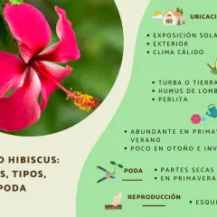 Flor de *Hibiscus syriacus* rosa vibrante, con información sobre cuidados, riego y poda.