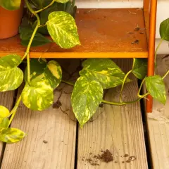 Hiedra con hojas moteadas de verde y amarillo, cayendo sobre tablones de madera. Parece que el **poto** ha recibido **exceso de agua**, con tierra suelta en el suelo.