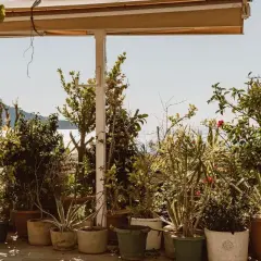 Variedad de plantas exterior en macetas, con el mar y el cielo azul de fondo.