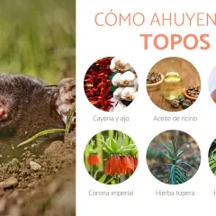 Un topo emerge de la tierra. La imagen muestra ingredientes para un veneno casero para topos: cayena, ajo, aceite de ricino, vinagre, corona imperial, hierba topera y hojas de sauco.