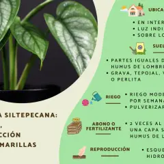 Guía de monstera siltepecana: cuidados, ubicación, suelo, riego y reproducción. ¡Mantén tus hojas verdes!