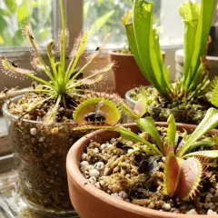 Varias plantas carnívoras, incluyendo una Venus atrapamoscas con una mosca, y una planta rocío del sol con insectos.
