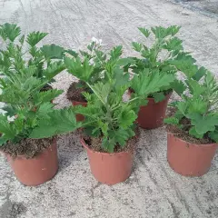 Plantas de citronela en macetas. Recuerda que la citronela es tóxica para los gatos, manténlas alejadas de tus mascotas.