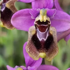 Orquídea salvaje planta con pétalos morados y un labelo aterciopelado que simula un insecto.