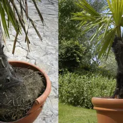 Palmera en maceta con tronco peludo y hojas verdes. A la izquierda, se ve la base en una maceta de terracota. A la derecha, la palmera en maceta en un jardín.