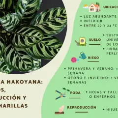 Calathea makoyana: cuidados, ubicación, suelo, riego, poda y reproducción. Luz indirecta, interior, 22-24°C.