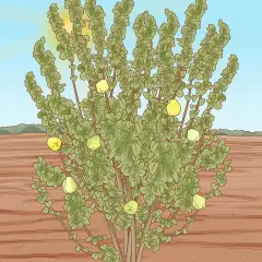 Un frondoso árbol de membrillo, con frutos amarillos colgando de sus ramas, se alza bajo un sol radiante en un campo árido.