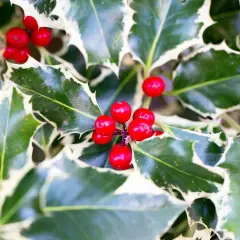 Primer plano de bayas rojas brillantes y hojas de acebo variegadas, mostrando diferentes tipos de acebo.