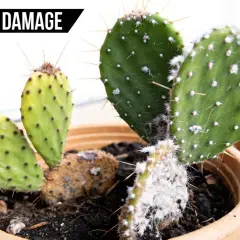 Primer plano de un cactus con manchas amarillas y blancas, indicando posibles enfermedades de los cactus. Fotos de daños.