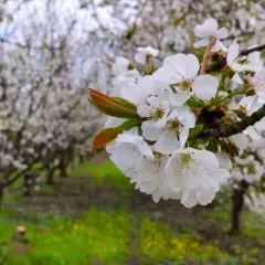 Un primer plano de delicadas flores de cerezos blancas, con un huerto de cerezos en flor al fondo.