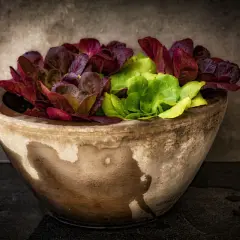 Lechuga en maceta de barro, con hojas verdes y rojas, frescas y con gotas de agua.