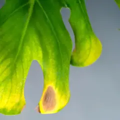 Primer plano de un filodendro con hojas amarillas y manchas marrones, indicando posible estrés o enfermedad.