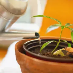 Regando un pequeño brote de mango. La semilla aún está visible, lista para crecer.